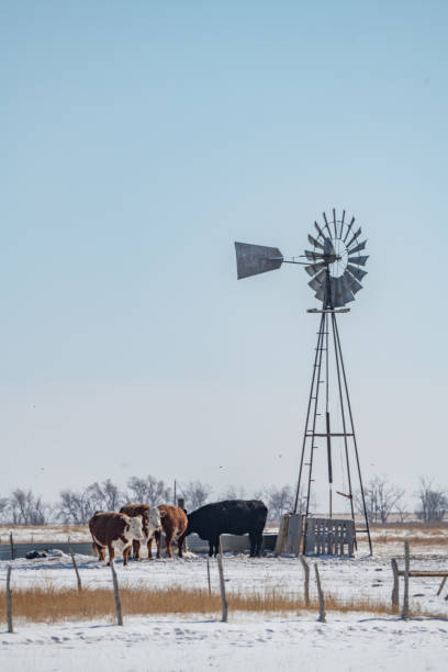 istock Cattle and windmill and old barbed wire fence on ranch land with snow 1368630011