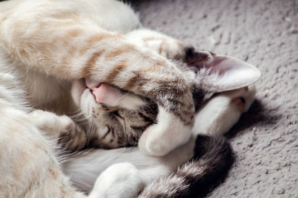 istock Cute cat sleeping with paw over eyes 1368630072
