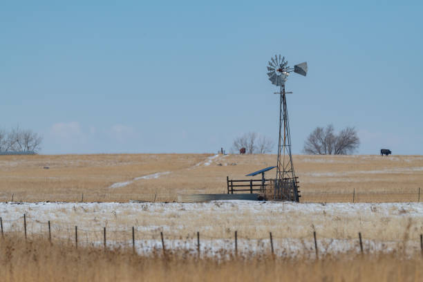 Cattle and roadside windmill and old barbed wire fence on ranch land with snow from the night before. This is in eastern Colorado where ranches are a few miles apart. Nearest cities are Colorado Springs, Denver and Pueblo Colorado in the United States of America (USA).
