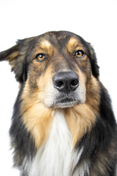 istock Australian Shepherd Sabel color isolated background 1368630186