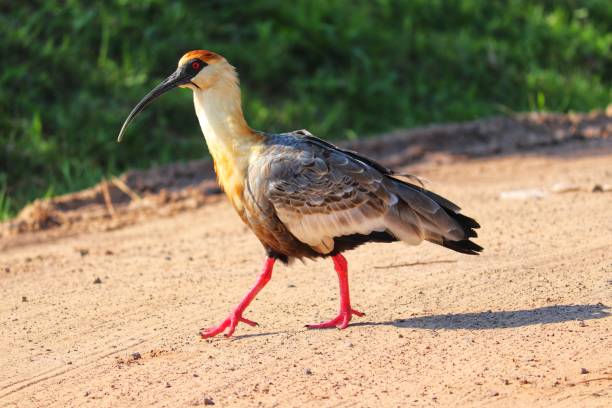 istock A beautiful bird walking across the lawn. 1368630356