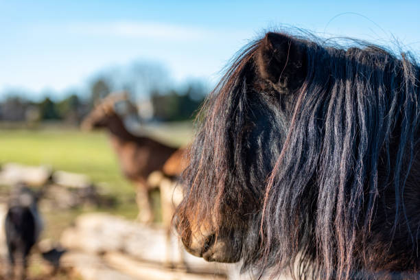 Brown Icelandic Horse with  Covered Mane