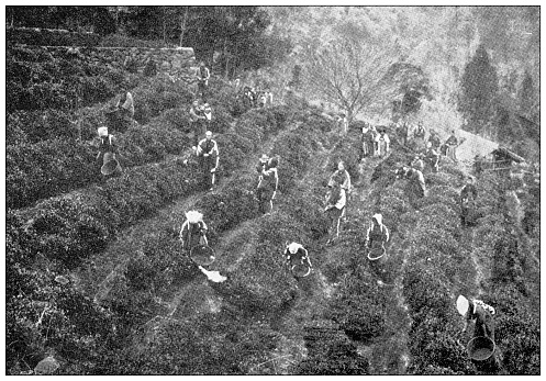 Antique travel photographs of Japan: Tea plantation harvesting