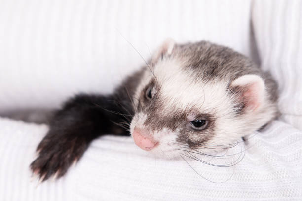 istock Ferret pet on a white background, isolated. 1368632396
