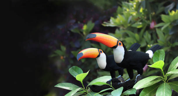 Horizontal banner with two beautiful colorful toucan birds on a branch in a rainforest stock photo