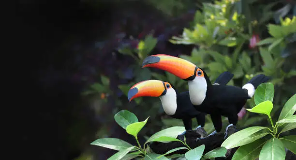 Horizontal banner with two beautiful colorful toucan birds (Ramphastidae) on a branch in a rainforest. Couple of toucan bird and leaves of tropical plants on blurred background. Copy space for text