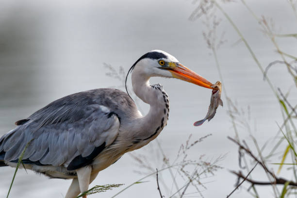 istock Grey Heron with a fish in Kruger National Park 1368634798