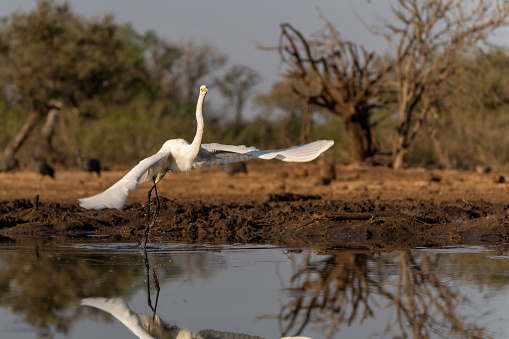 Great white egret (Ardea alba) flying away from a waterhole in Mashatu Game Reserve in the Tuli Block in Botswana
