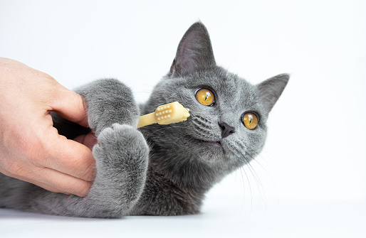 studio shot of human hand brushing teeth of young blue british cat in front of gray background