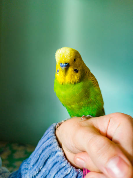 lindo periquito macho amarillo descansando en la mano de la chica - parrot young animal human hand cute fotografías e imágenes de stock