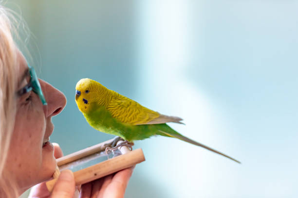 mujer mimando lindo periquito amarillo - mascota exótica fotografías e imágenes de stock