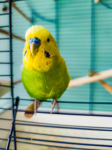 Cute Yellow and Green Budgie Wait on Cage Door