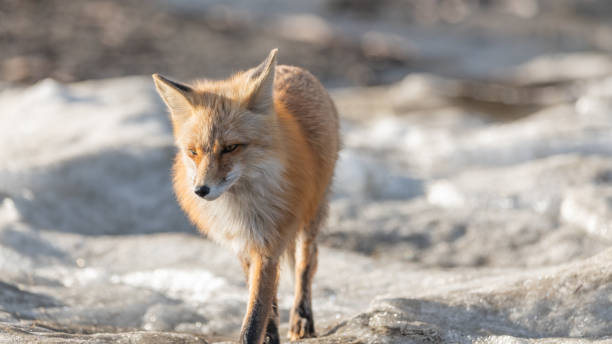 istock Red fox walking on snowy ground in winter 1368636883