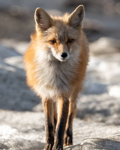 istock Portrait shot of wild red fox 1368636885