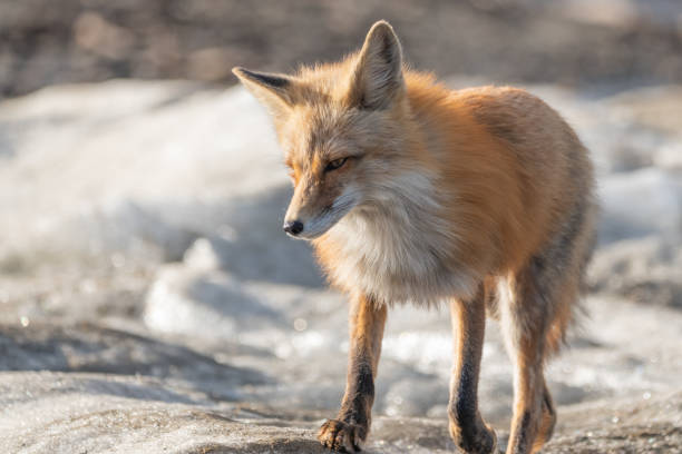 istock Wild, curious red fox walking in snowy area 1368637402