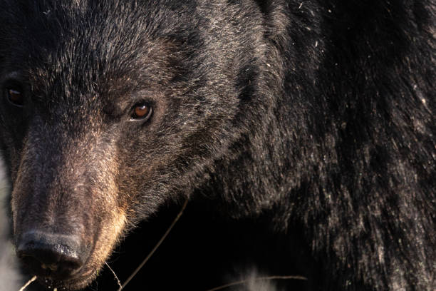 Wild black bear seen in natural environment during spring time in Yukon Territory.