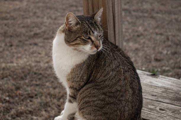 istock Gray cat sitting on porch 1368638136