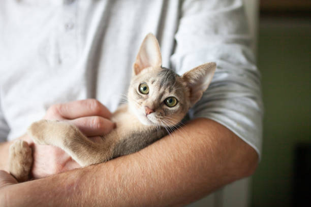istock Close up of abyssinian kitten in mans hands. 1368638696