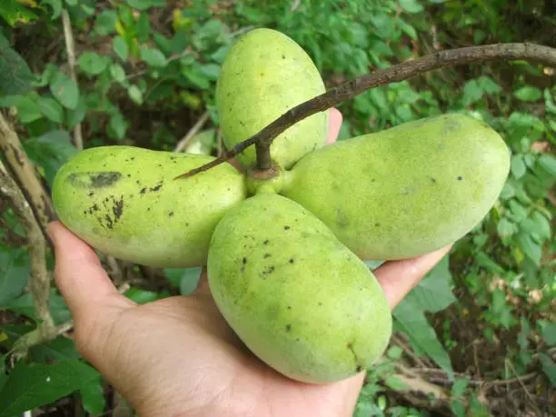 Hand holding a cluster of pawpaws.