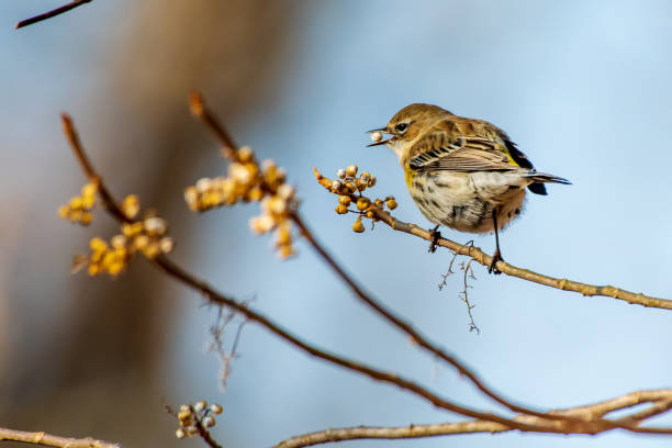 istock Yellow rumped warbler perched on branch 1368640281
