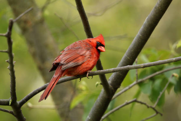 istock Male Red Northern Cardinal Cardinalis  Bird perching on cherry tree branch 1368640588