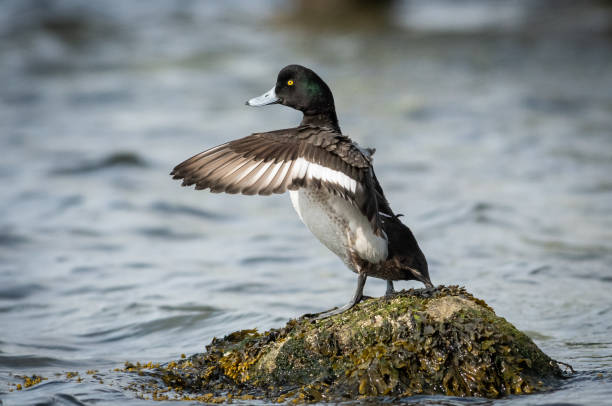 Greater Scaup. A Greater Scaup stretches its wings as it prepares to take flight. greater scaup stock pictures, royalty-free photos & images