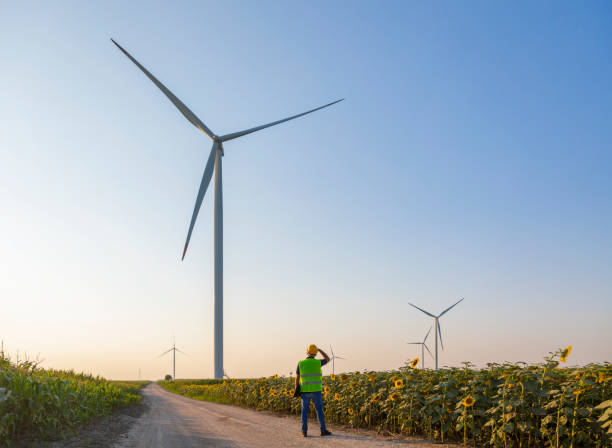 engineer - sunflower side view yellow flower imagens e fotografias de stock