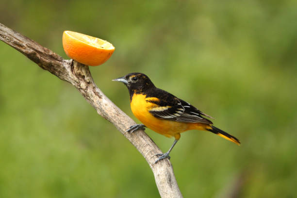 istock Male Baltimore Oriole Icterus galbula Perched on Branch with Orange Fruit 1368641613