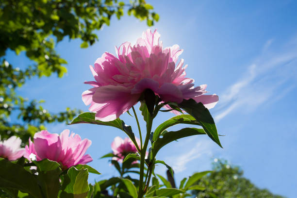 istock pink flower in the garden 1368641760