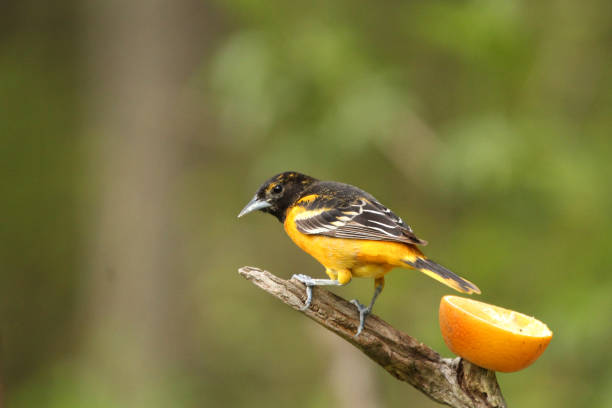 istock Male Baltimore Oriole Icterus galbula Perched on Branch with Orange Fruit 1368641845