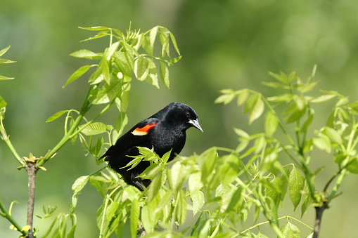 A red-winged blackbird in the top of a tree.