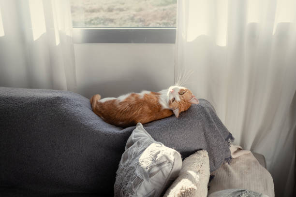 istock Brown and white cat with yellow eyes lying on its back on a sofa by the window 1368642771
