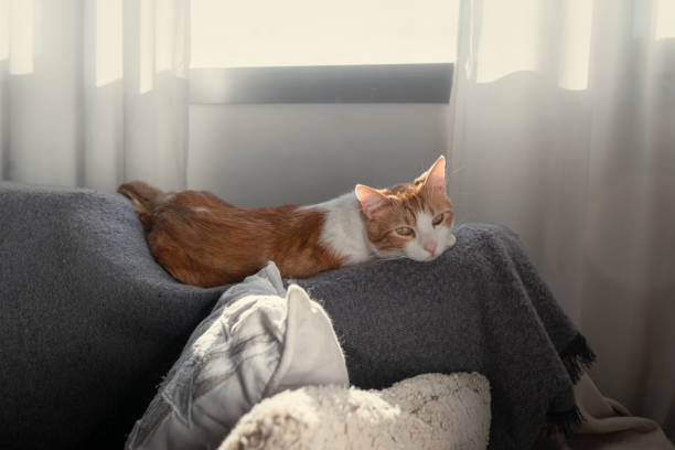 istock Brown and white cat with yellow eyes lying   on a sofa by the window 1368642776