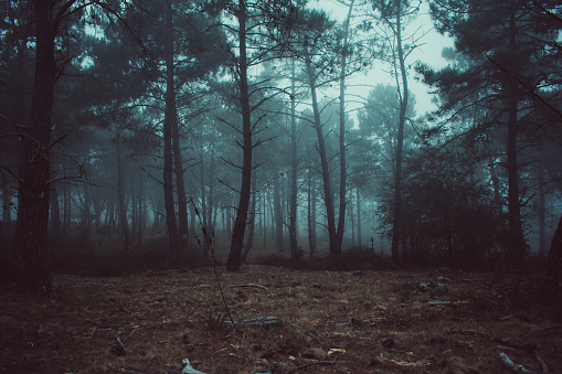 Dramatic mood forest