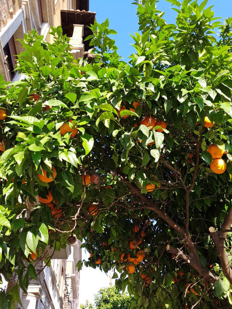 Orange tree with green leaves and ripe fruits view from below.