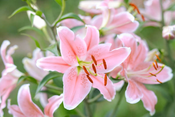 bouquet di grandi gigli. lilium, appartenente alle liliaceae. fiore rosa tenero fiore di giglio . sfondo di fiori di pink stargazer lily. - giglio giapponese foto e immagini stock