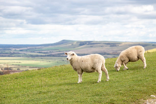 ovelhas pastando em uma encosta de south downs - non urban scene england rural scene hill range - fotografias e filmes do acervo