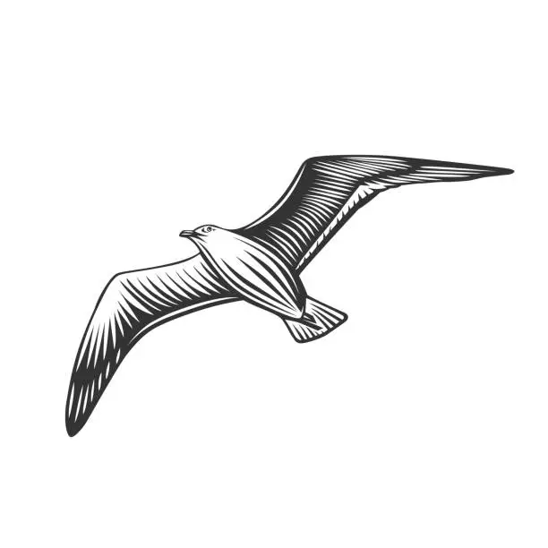 Vector illustration of Seagull. Black and white illustration.