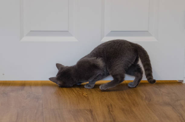 Portrait of Russian Blue breed of cat: curious kitten looking under door stock photo