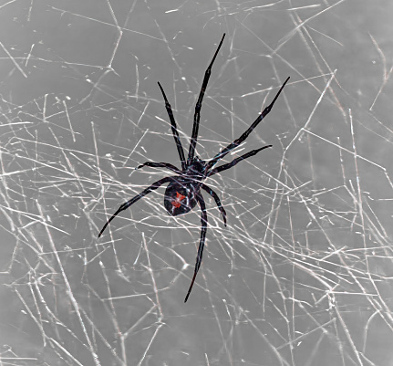 Black Widow Weaves Web to Catch Prey