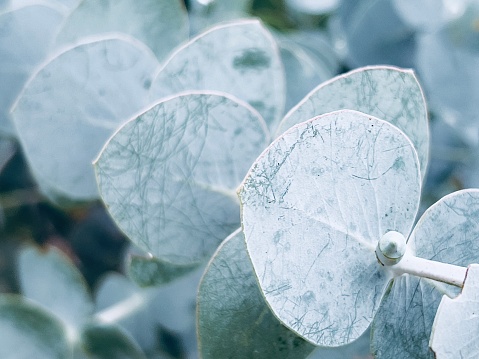 Horizontal extreme closeup photo of blue grey leaves and a flower bud growing on an uncultivated Eucalyptus tree in Summer. Soft focus background.