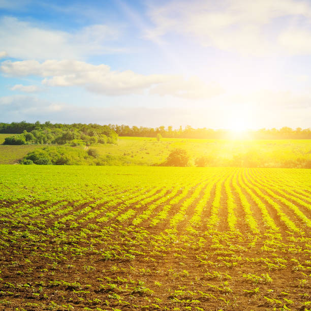istock Green sunflower field and sun on the horizon. 1368647200