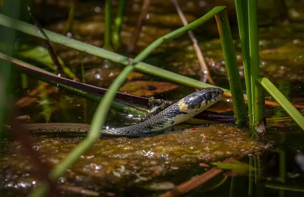 The grass snake is typically dark green or brown in colour with a characteristic yellow or whitish collar behind the head, which explains the alternative name ringed snake.