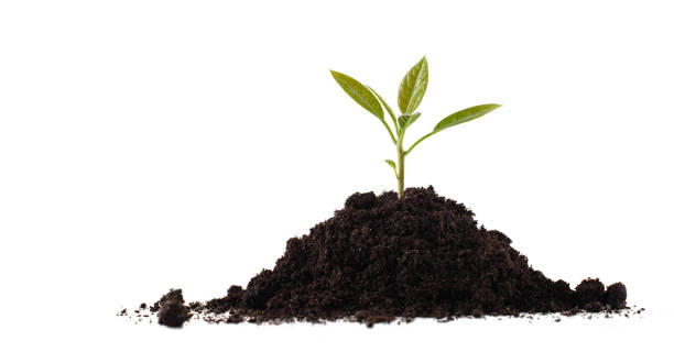 istock sprout in a handful of earth on a white background 1368647352