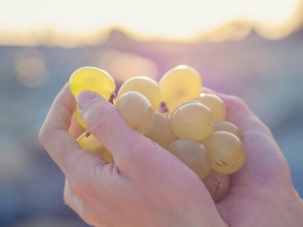 The palms hold a ripe bunch of white grapes. Soft focus. Closeup photo