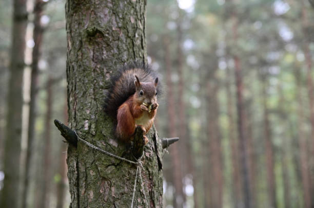 istock A ginger squirrel with a fluffy tail sits on a broken knot in a tree and holds a nut in its front paws 1368648659
