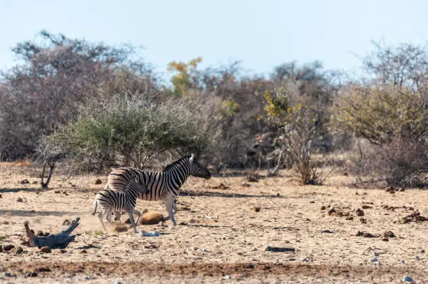 Photo of Zebras in Etosha National Park