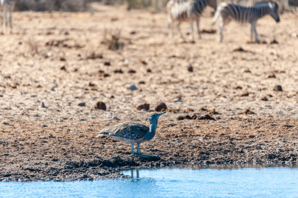 istock A Kori Bustard, standing on the edge of a waterhole 1368650438