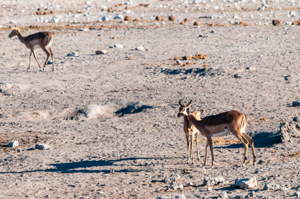 istock Impalas near a waterhole 1368650439