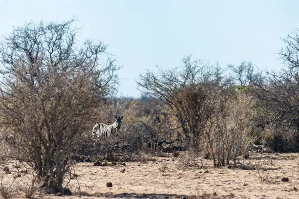 Photo of Zebras in Etosha National Park